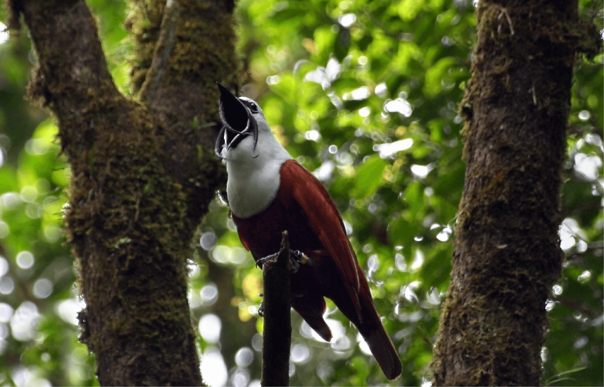 bird watching tour monteverde